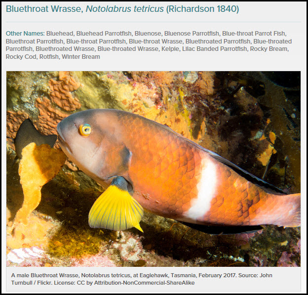 2019-04-25_BlueThroatWrasseReferencePhoto.jpg