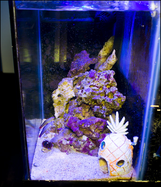 2019-06-29-PurpleFireFish-SPS-Refuge.jpg