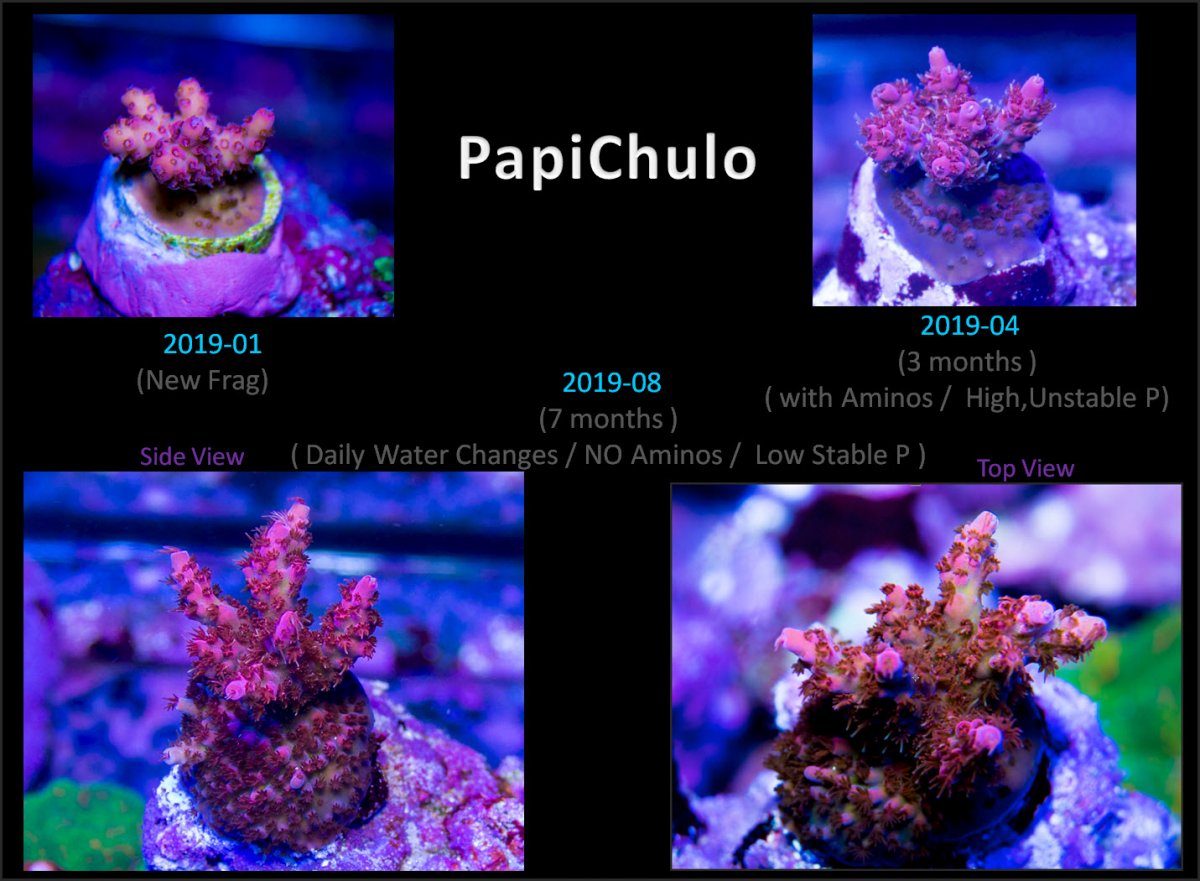 2019-08-20_PapiChuloProgress.jpg