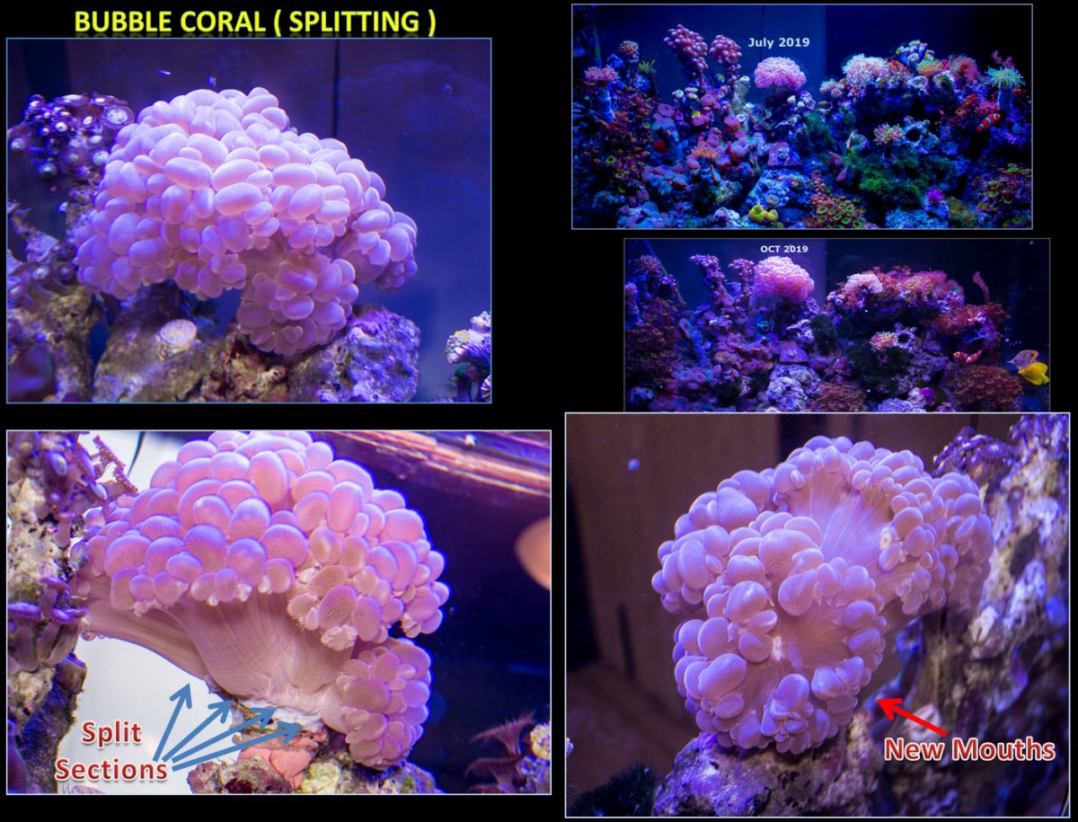 2019-10-21_BubbleCoralSplitting.jpg