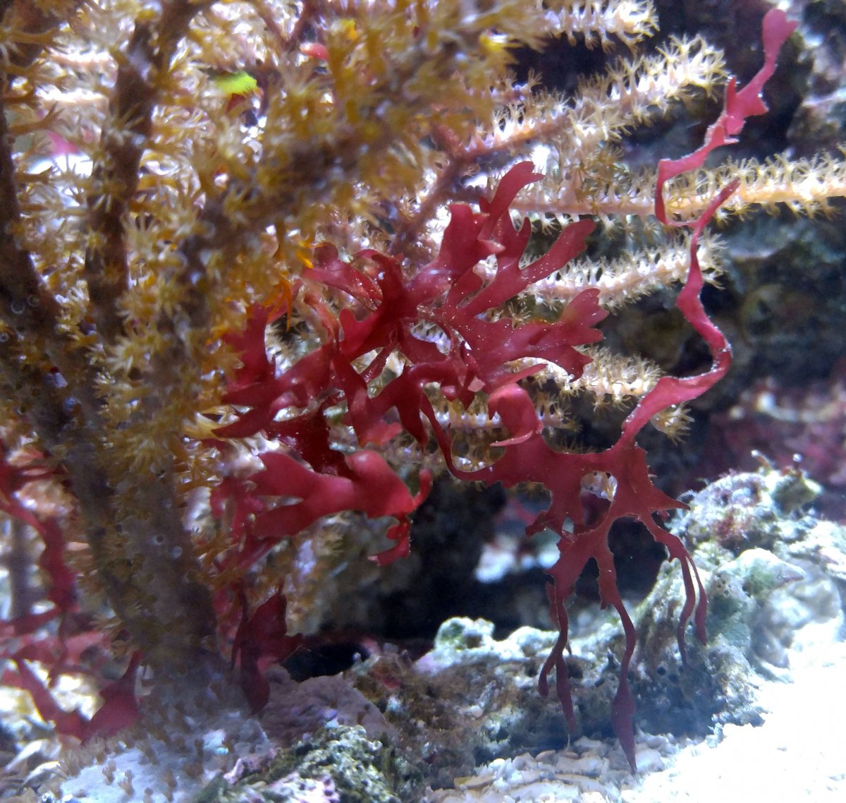 2019 jan 26 red algae 1.jpg