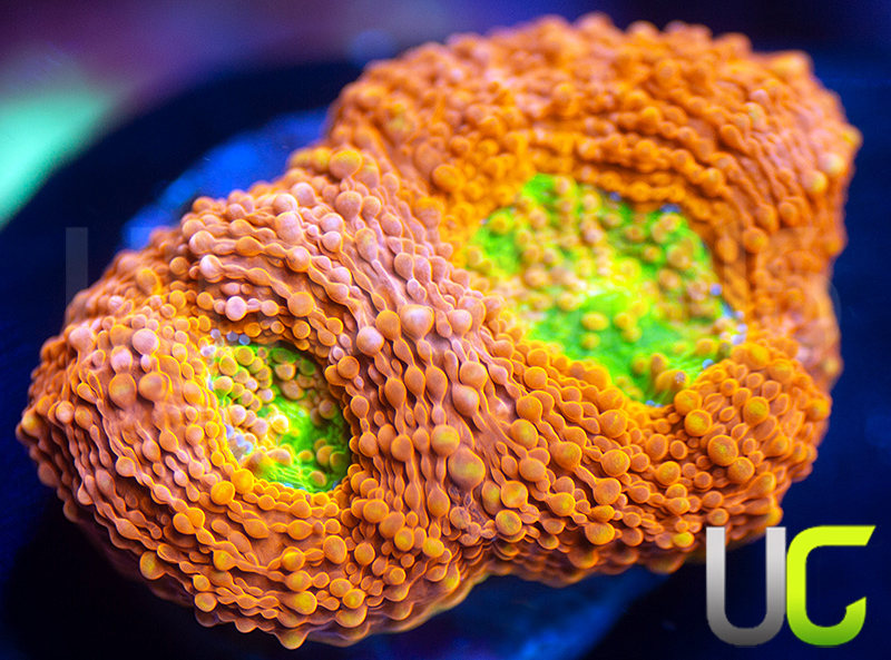 202-UC-Lorax-Acan-Echinata-T24.jpg