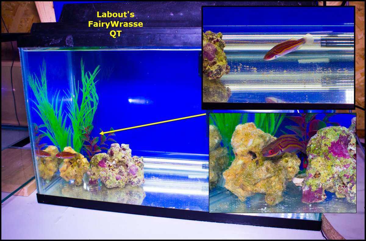 2020-02-22_Labouts-Fairy-Wrasse-QT.jpg