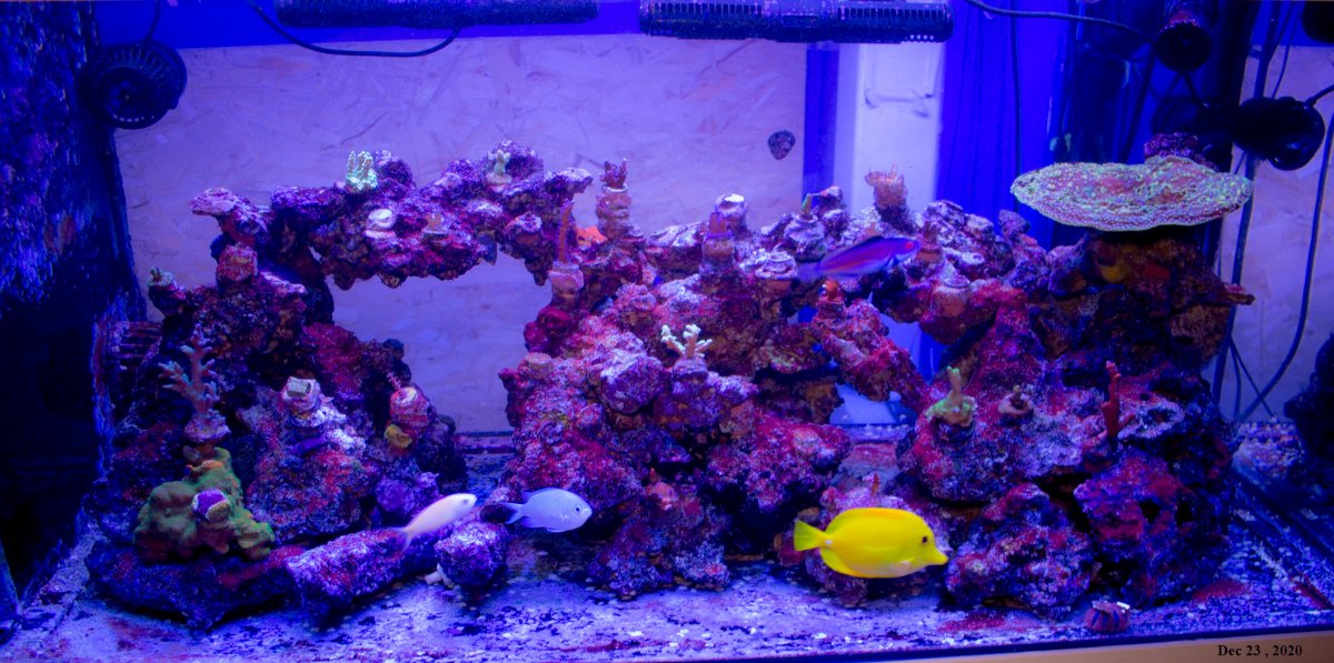 2021-03-02_110g-SPS-Tank-Cyano.jpg