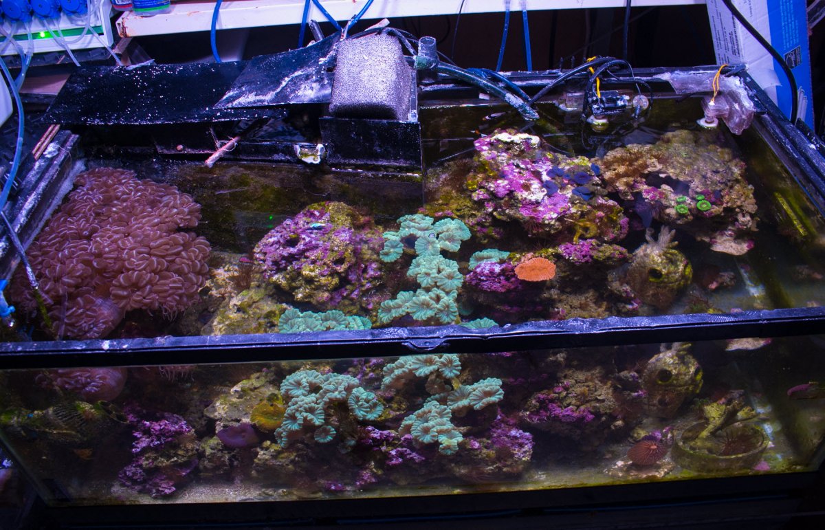 2021-09-20_Frag-Tank.jpg