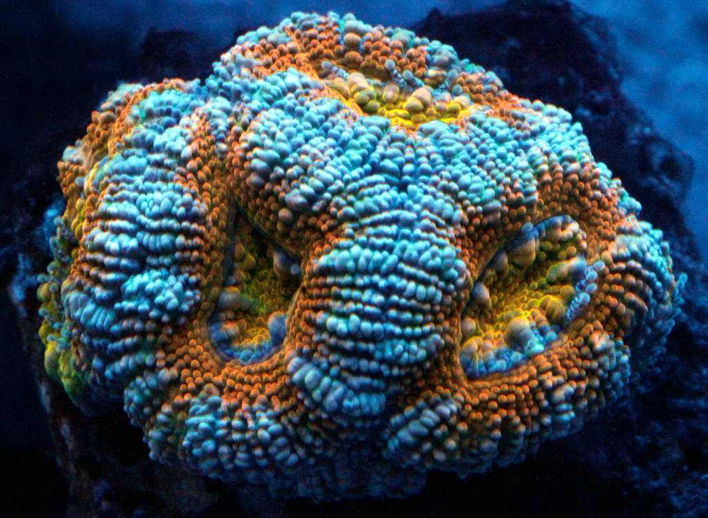 20210425_acan.jpg