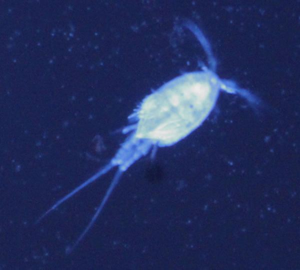 20210502_copepod.jpg