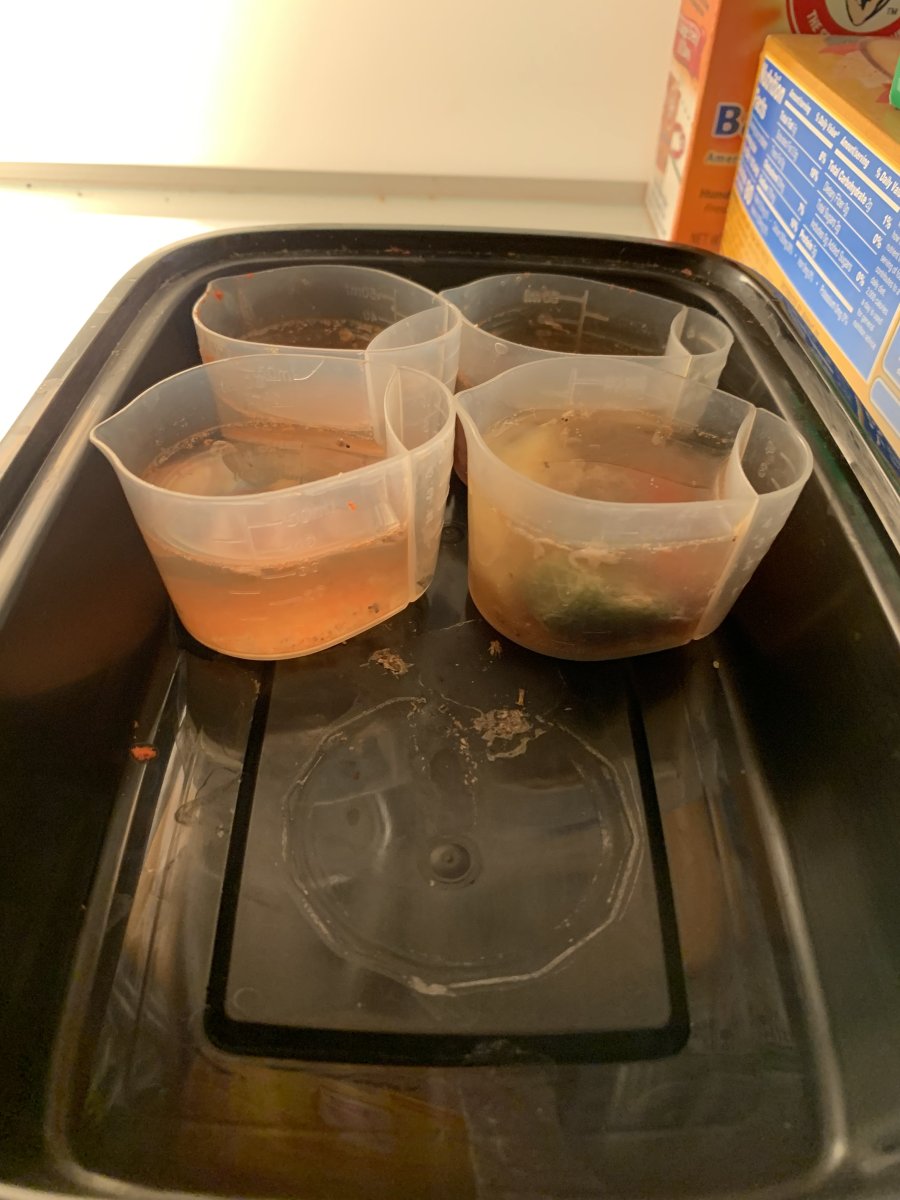 2022-11-13 thawed food cups in tray in fridge.JPG