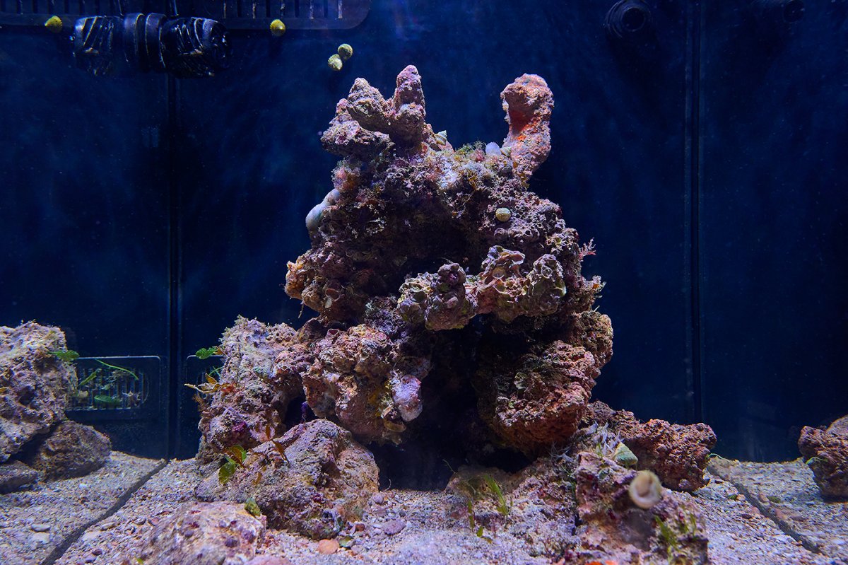 20221110-DSC_2084-Reef.jpg