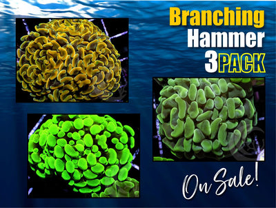 2022BranchHam3Pack_400x.jpg