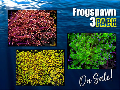 2022Frogspawn3Pack_400x.jpg