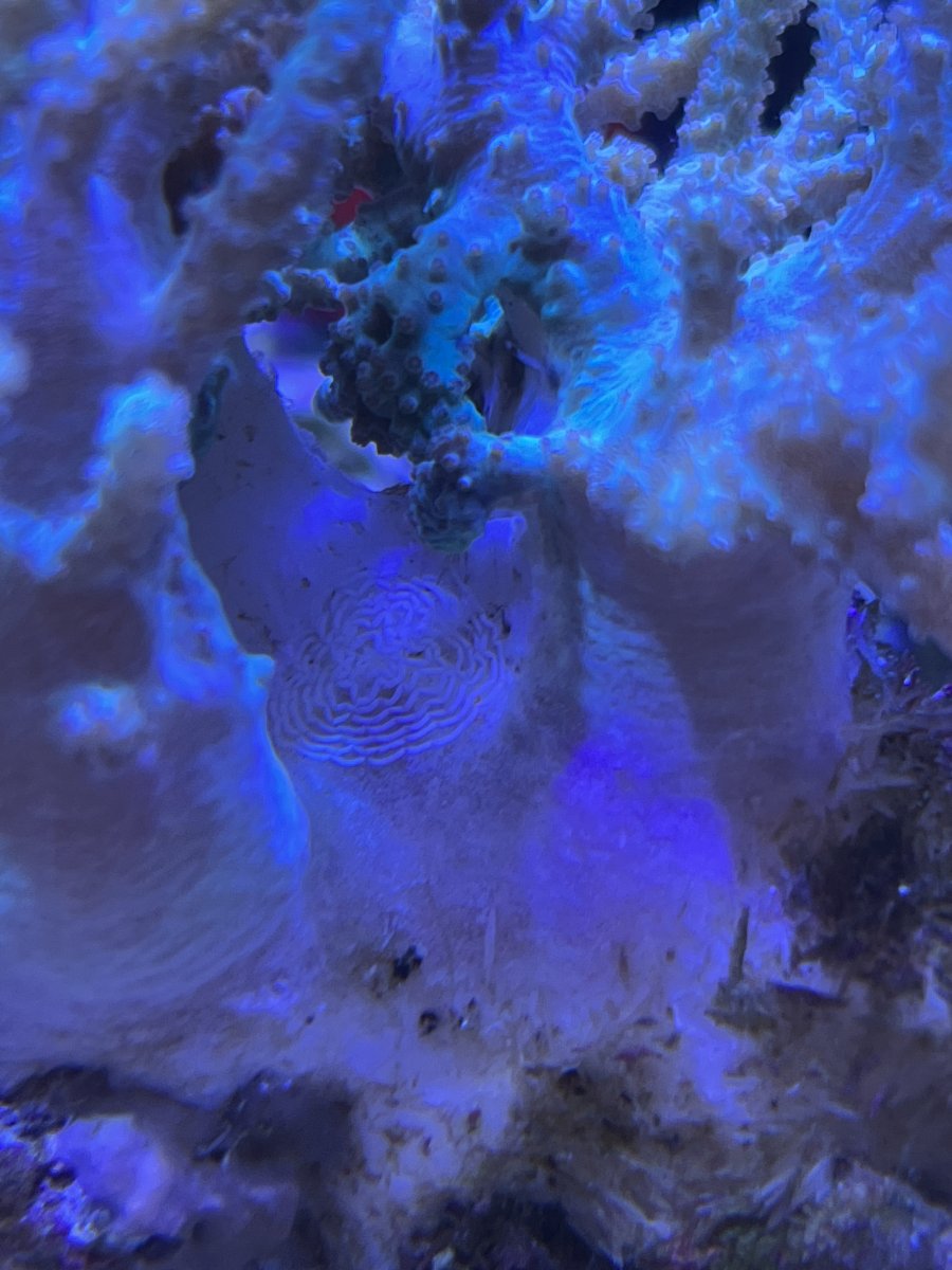 20230306 eggs on coral.jpeg