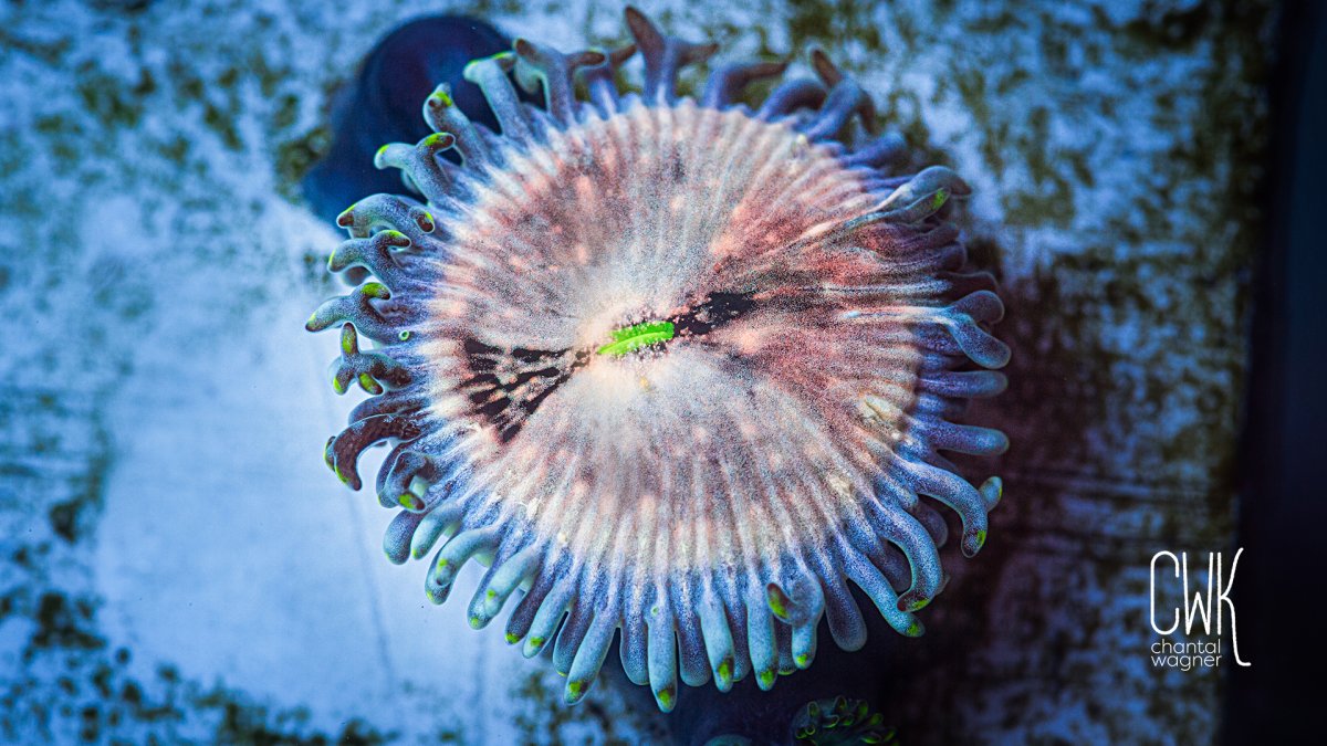 20230704-coral zoanthus rainbow people eater-_MG_6573.jpg