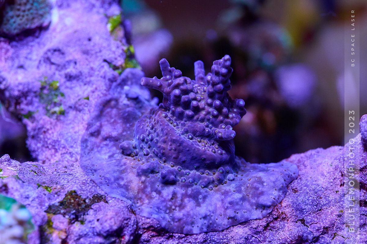 20231029-_DSC3027-Reef.jpg