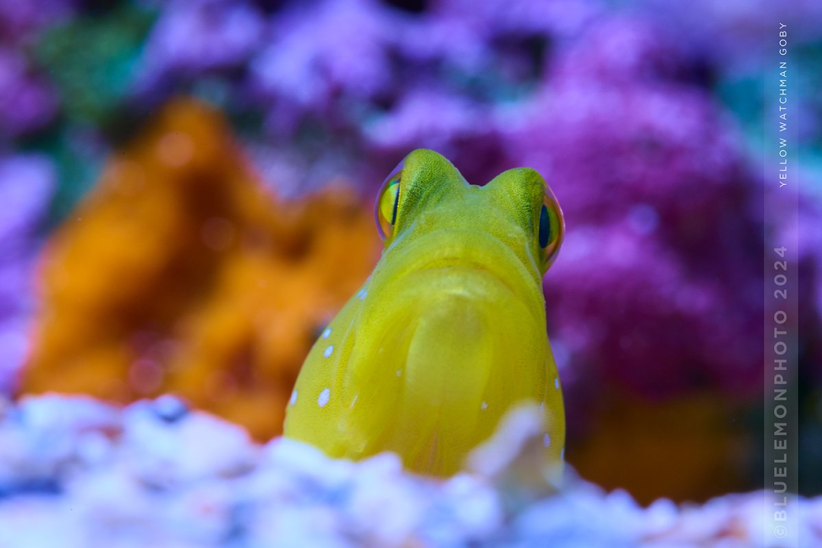 20240128-_DSC0837-Reef.jpg