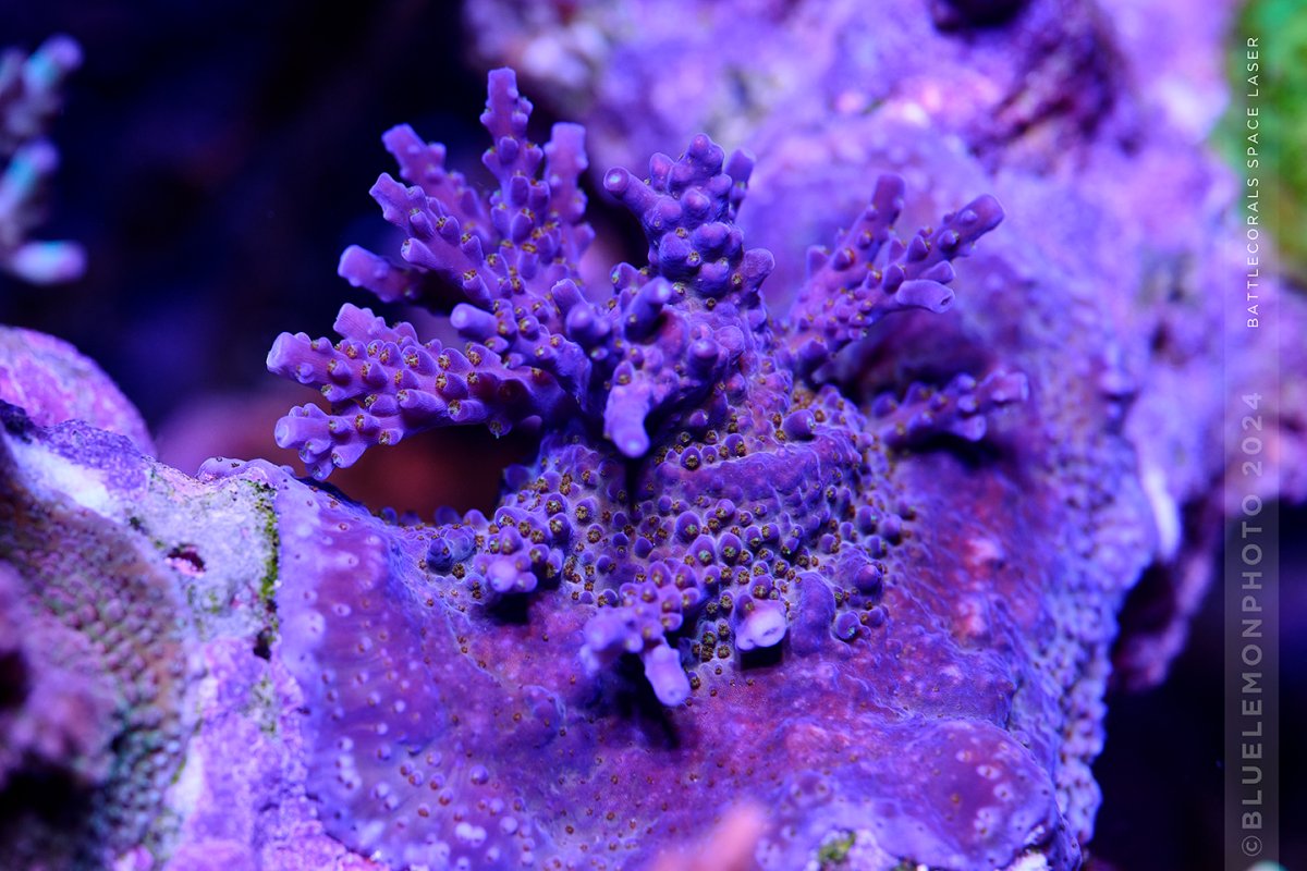 20240331-_DSC3340-Reef.jpg