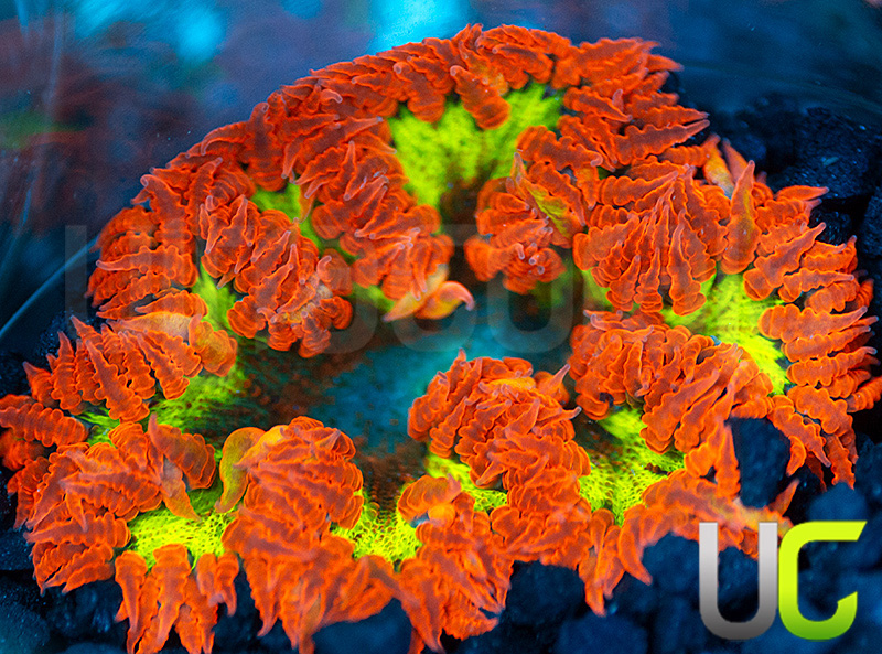 203-Ultra-Rock-Flower-Anemone-BZ4.jpg