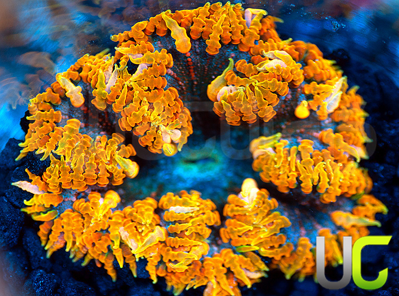 204-Ultra-Orange-Rock-Flower-Anemone-BZ5.jpg