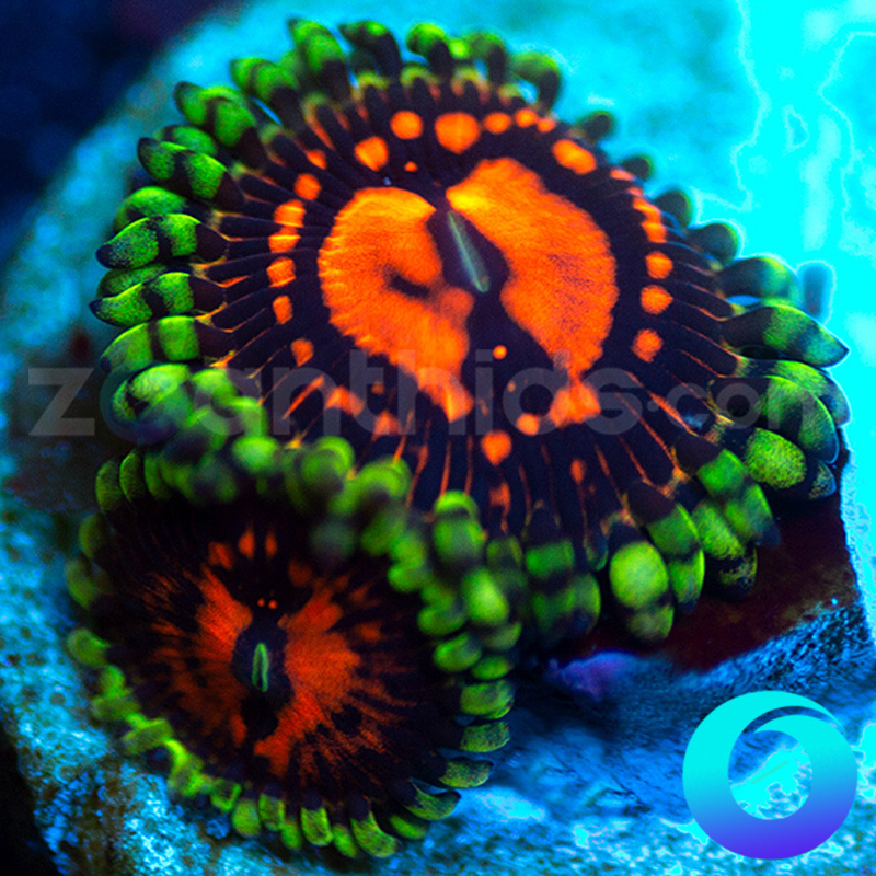 21-CC-Flaming-Brohican-zoa-B25.jpg