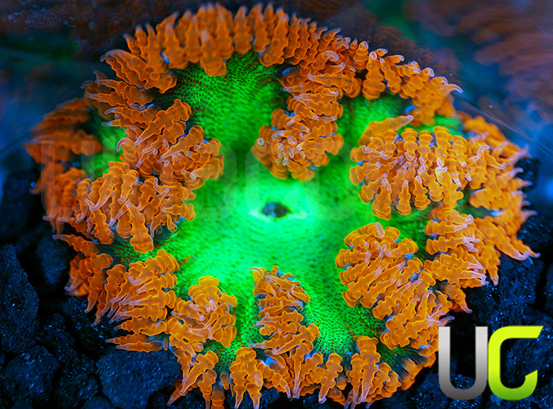 214-Ultra-Orange-and-Green-Rock-Flower-Anemone-BZ15.jpg