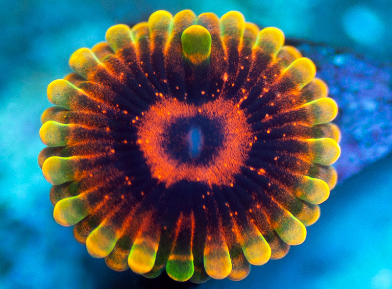 22-CC-Mind-Tricks-zoa-A26.jpg