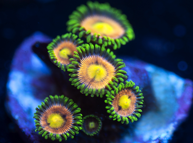 234-Laser-Lemons-zoa-A37.jpg