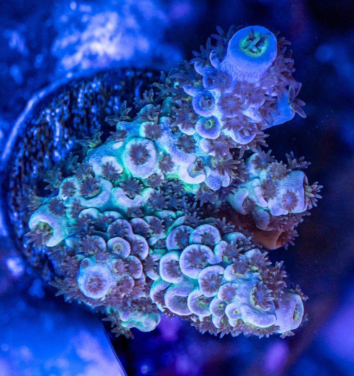 240225_Corals-11 copy.jpg