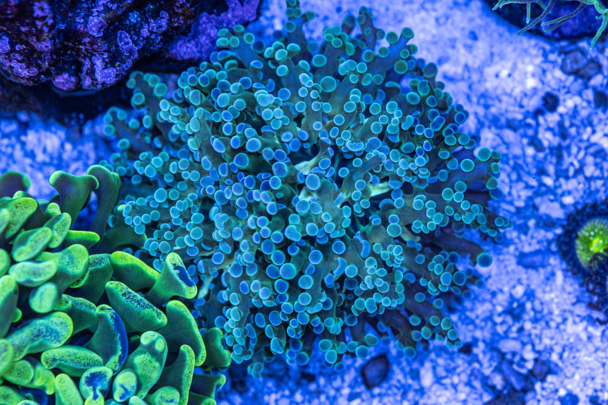 240423_Corals-11.jpg