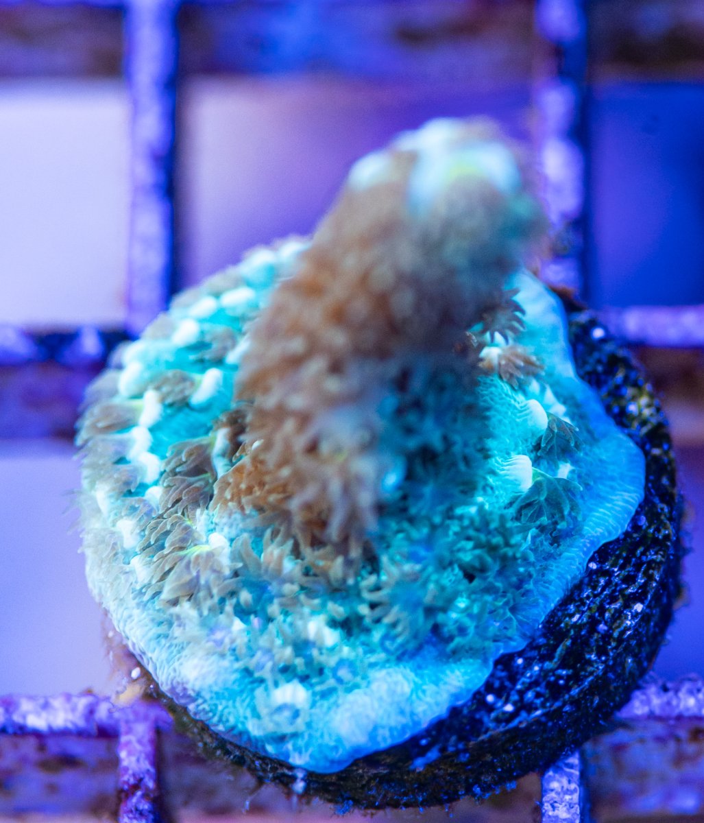 240612_Corals-23.jpg