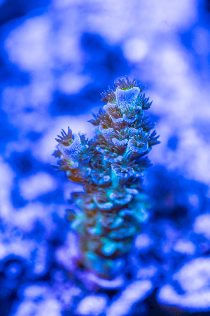 240615_Corals-2.jpg