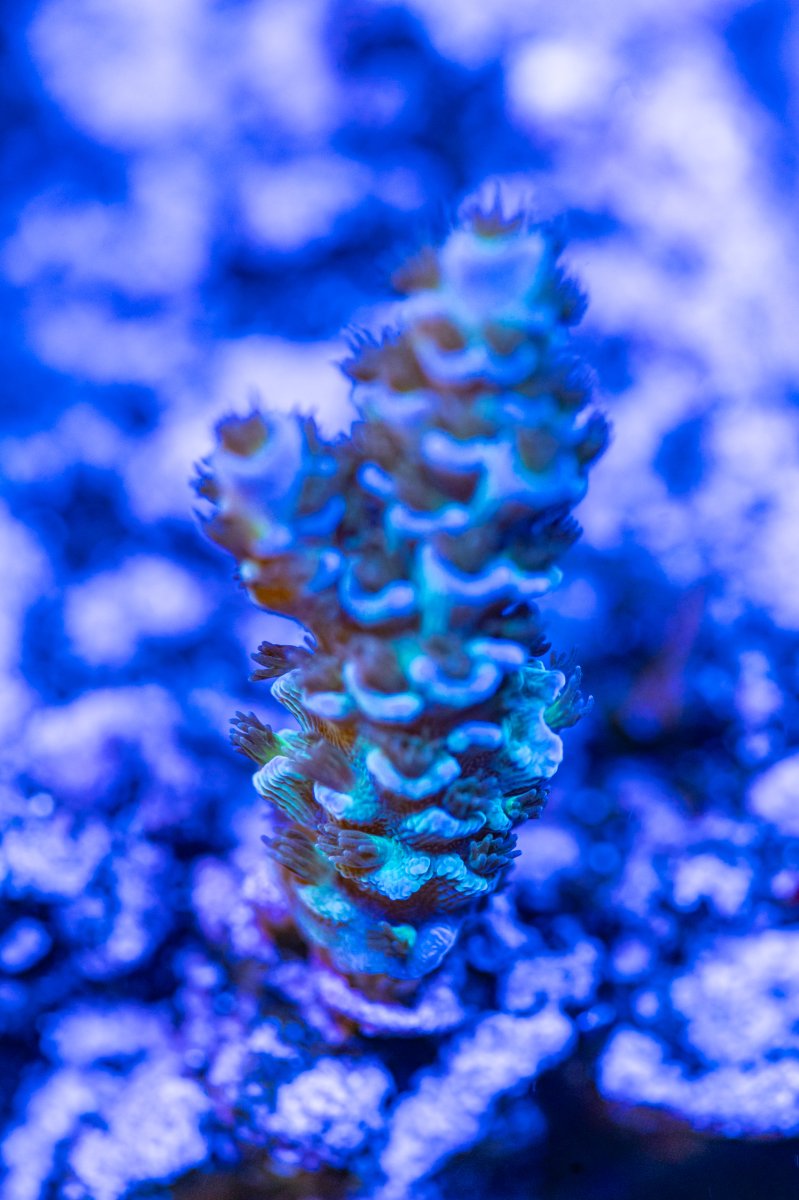 240615_Corals-3.jpg