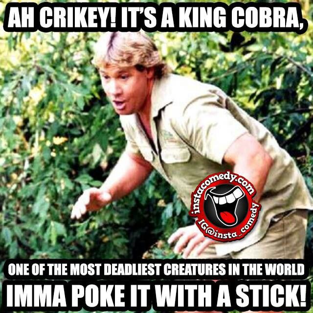 2535fb25e581a3a55adbbd0ac1fee5eb--crocodile-hunter-a-stick.jpg