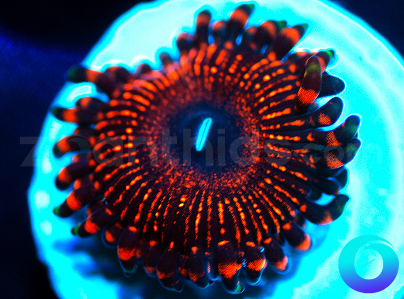 255-Red-Skull-zoa.jpg