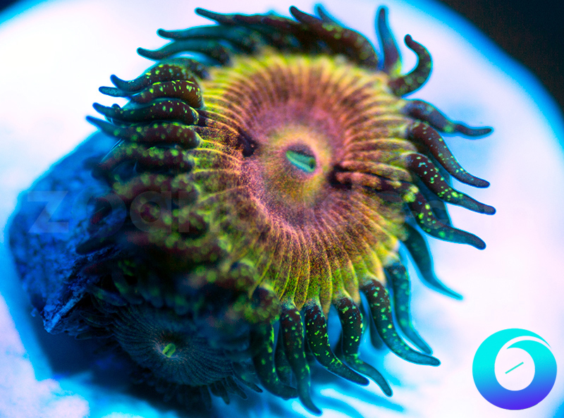 258-Kamikaze-Kush-zoa.jpg