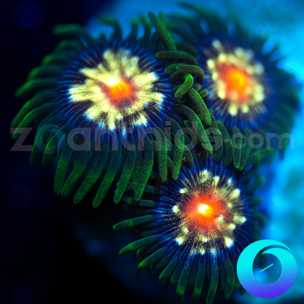 26-Daisy-Cutters-zoa-B31.jpg