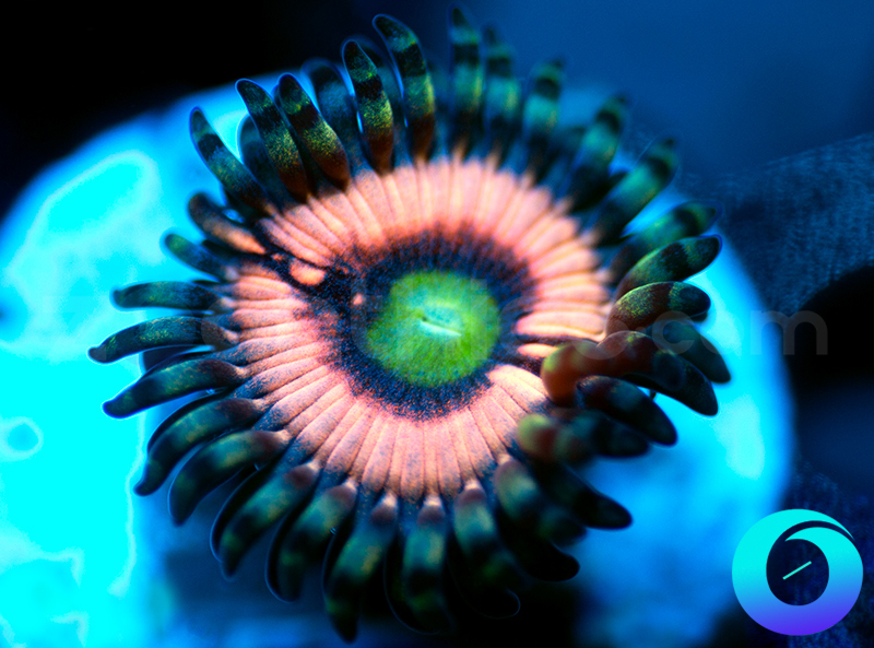 284-Drama-Queen-zoa-G3C7.jpg