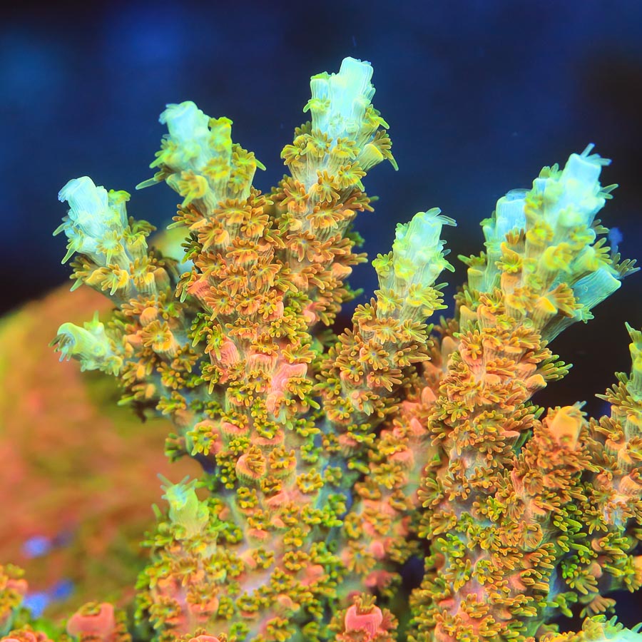 bill murray, acropora, acro, sps, reeftide, Billy, top shelf aquatics, TSA