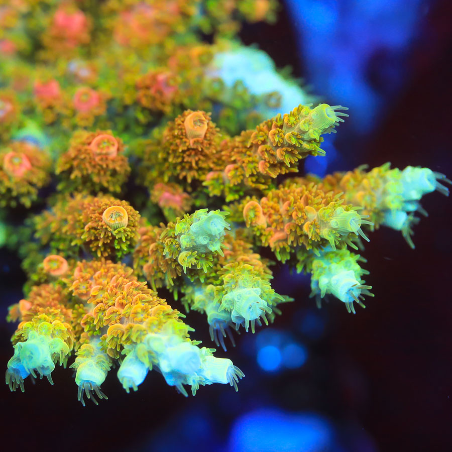 bill murray, acropora, acro, sps, reeftide, Billy, top shelf aquatics, TSA