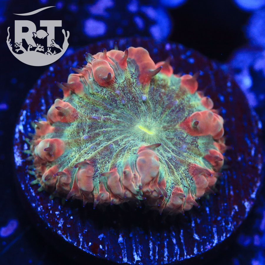 lps, blasto, combustion, LPS, red, yellow, wysiwyg, live coral, frag