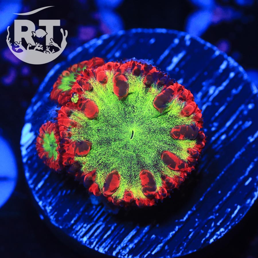 lps, blasto, combustion, LPS, red, yellow, wysiwyg, live coral, frag, panty dropper, pd blasto