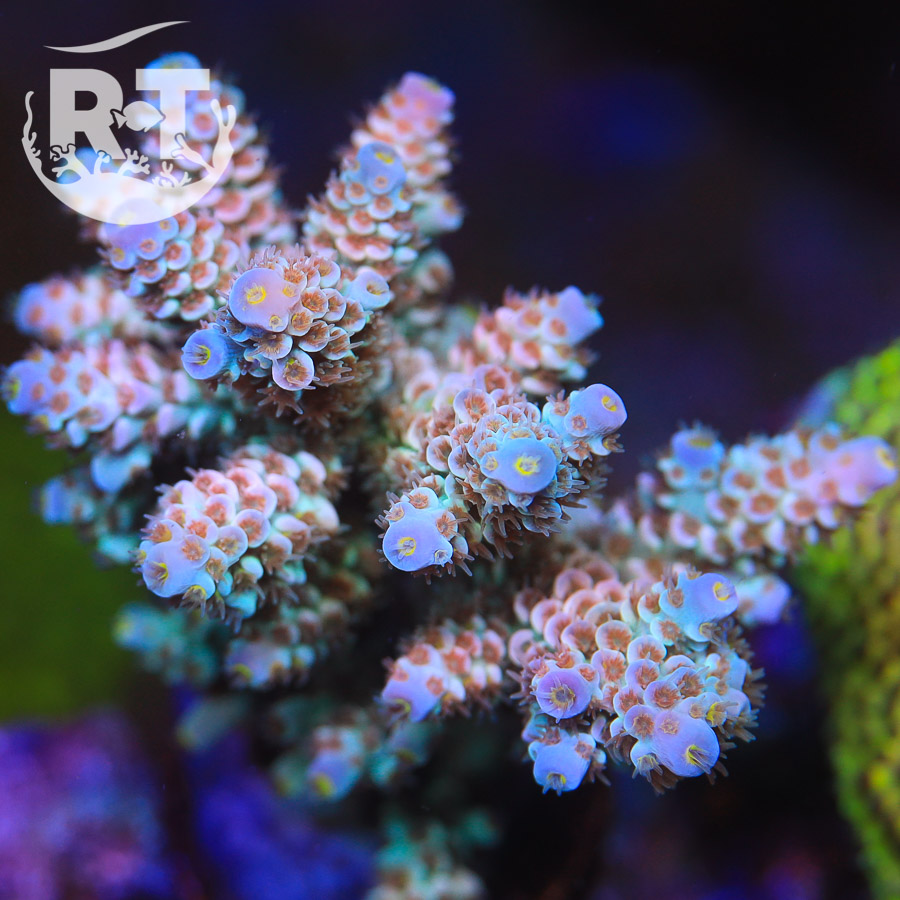 reeftide, acro, sps, acropora, rainbow, tenuis, REEFTIDE's Spectacle