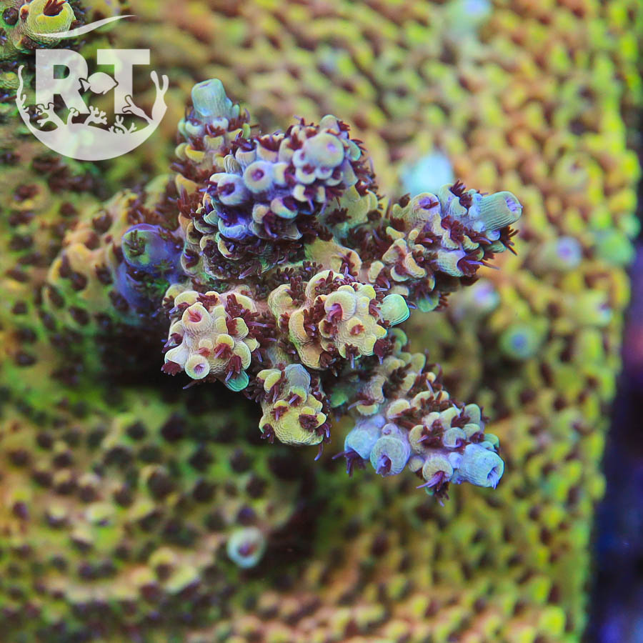 Yellow, red, stick, sps, acropora, acro, wysiwyg