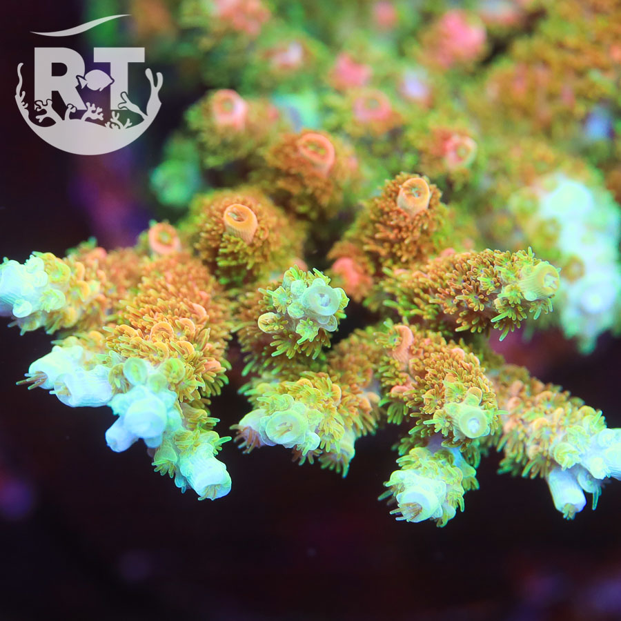 top shelf aquatics, tsa bill murray, murray, acro, acropora, orange 