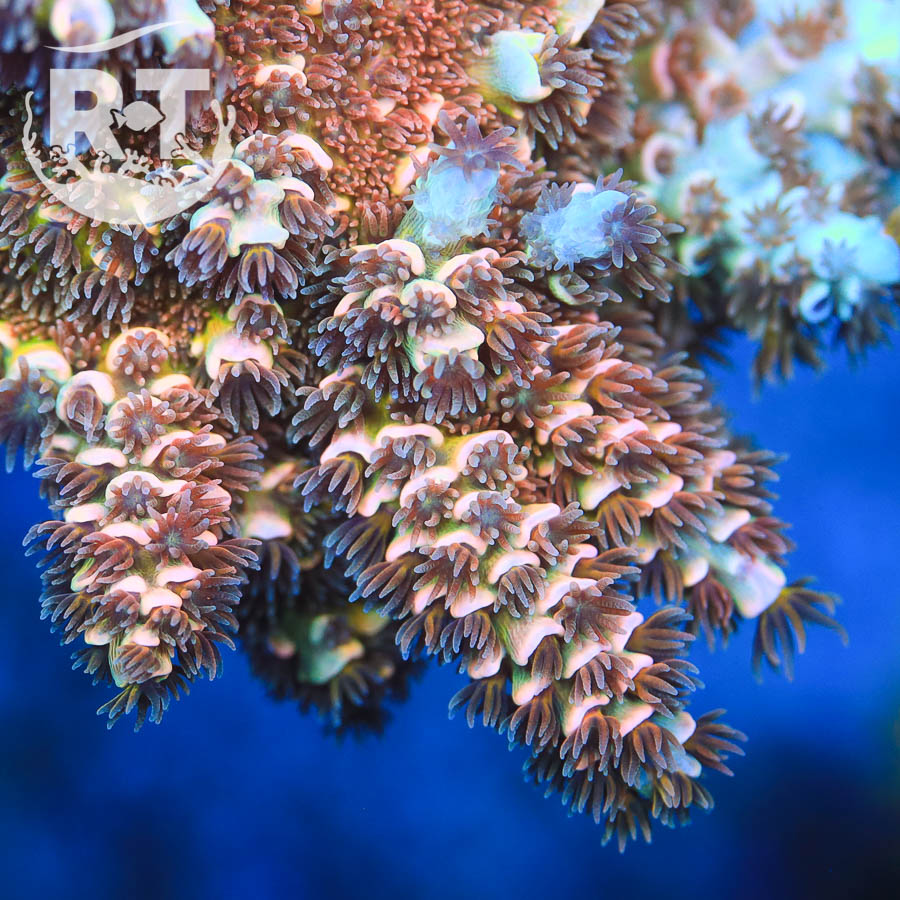 rainbow tenuis, sps, acropora, acro, frag, colony, tsa, wwc