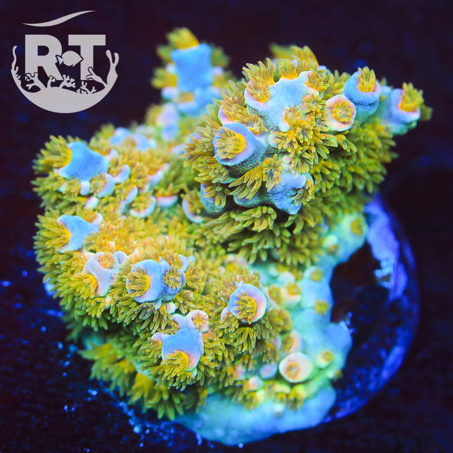 homewrecker, goofy, green, purple, tenuis, blue, wysiwyg, acropora, acro, sps, POTO