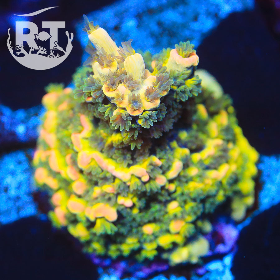 acropora, sps, tsa, wwc, bkchem, acro