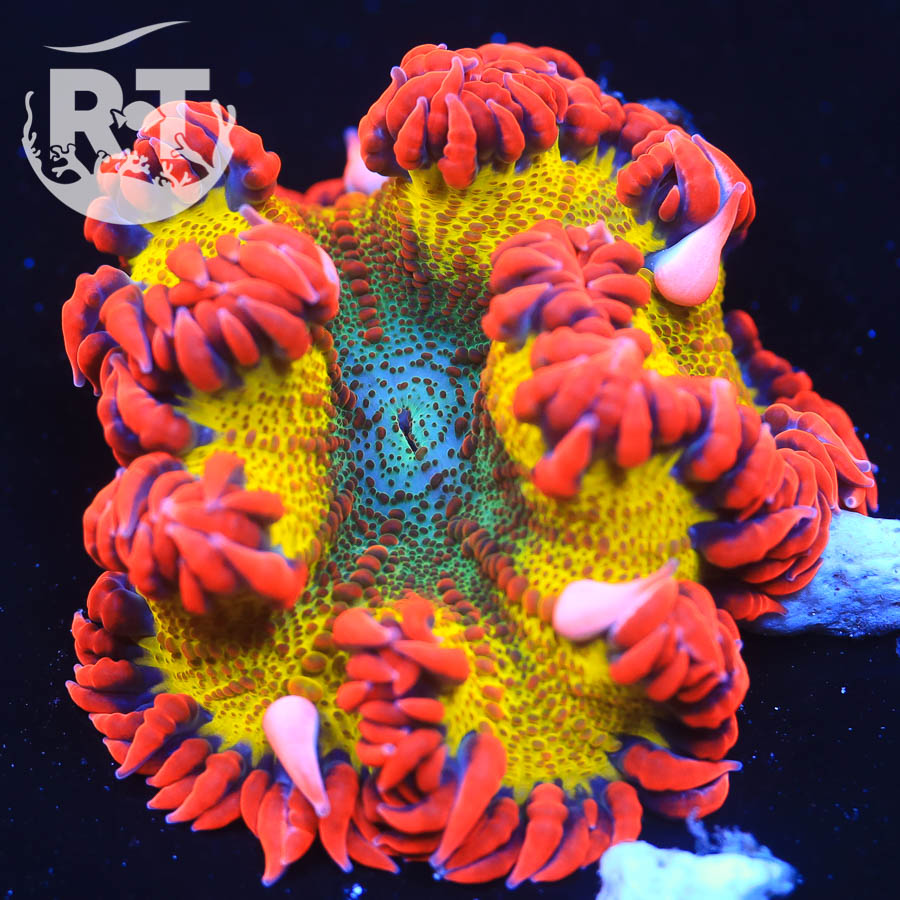 rock anemone, rock, nem, wysiwyg, ultra