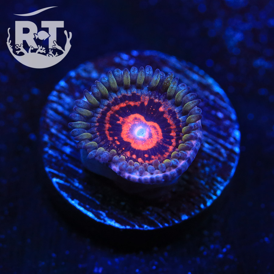 zoanthid, zoa, paly, palythoa, wysiwyg, soft coral, red, green