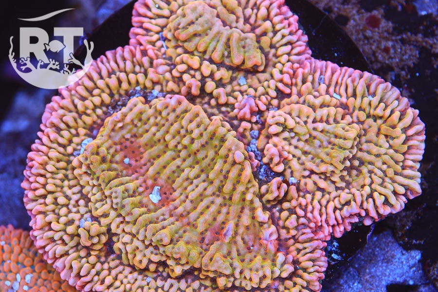 monti montipora sps encrusting slowburn