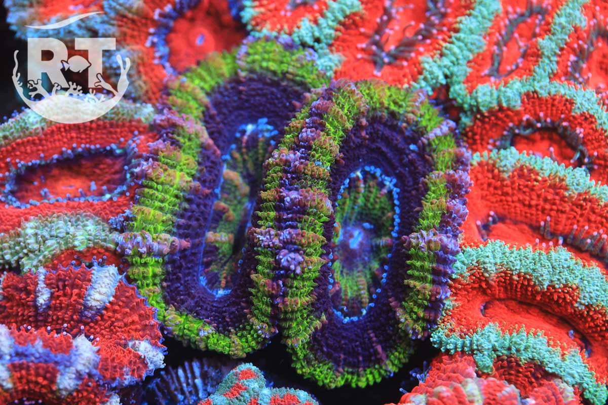 micromussa, acan, lps, frag
